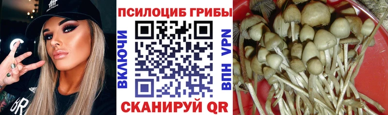 Купить  Дмитриев  Галлюциногенные грибы GOLDEN TEACHER 